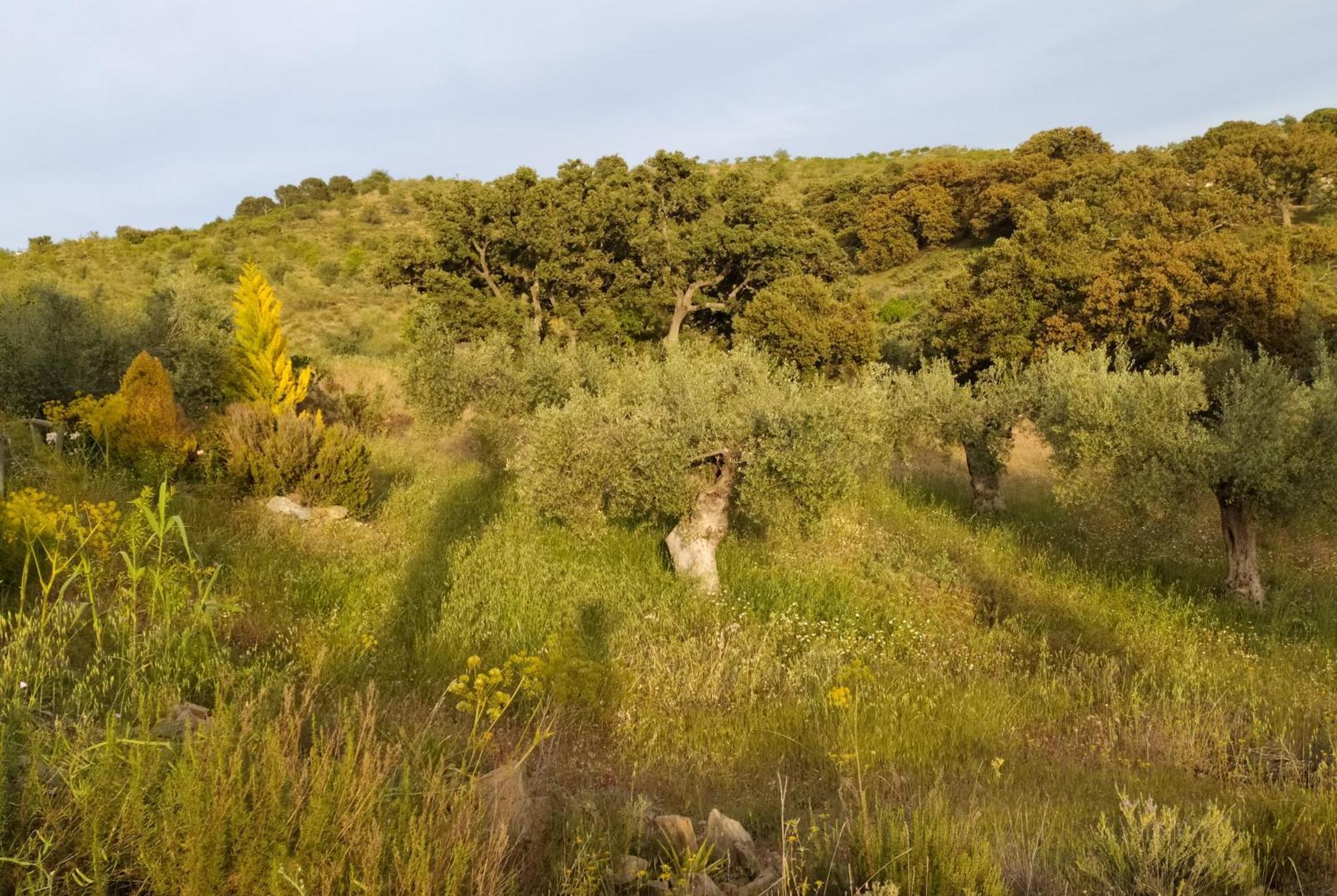Casa La Colina Mandarina II Casa De Madera Βίλα Tahal Δωμάτιο φωτογραφία